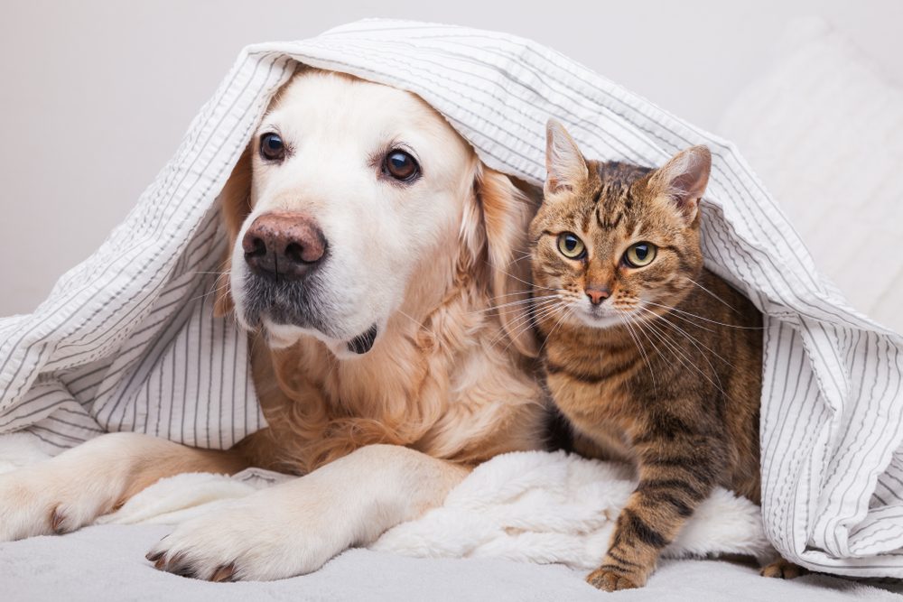 PCSing with pets in the military